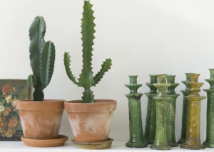 cacti and tamegroute