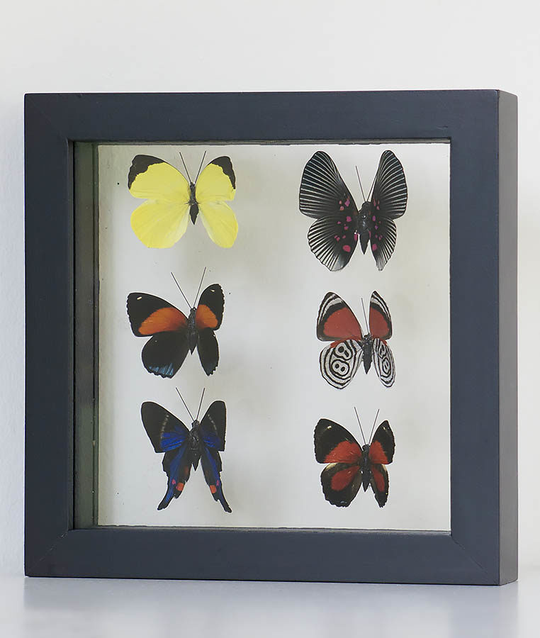 Six stuffed butterflies in frame